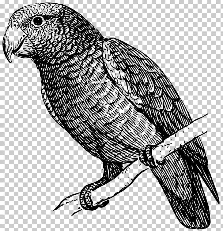 Parrot Drawing Black And White Talking Bird PNG, Clipart, Animals, Beak, Bird, Bird Of Prey, Black And White Free PNG Download