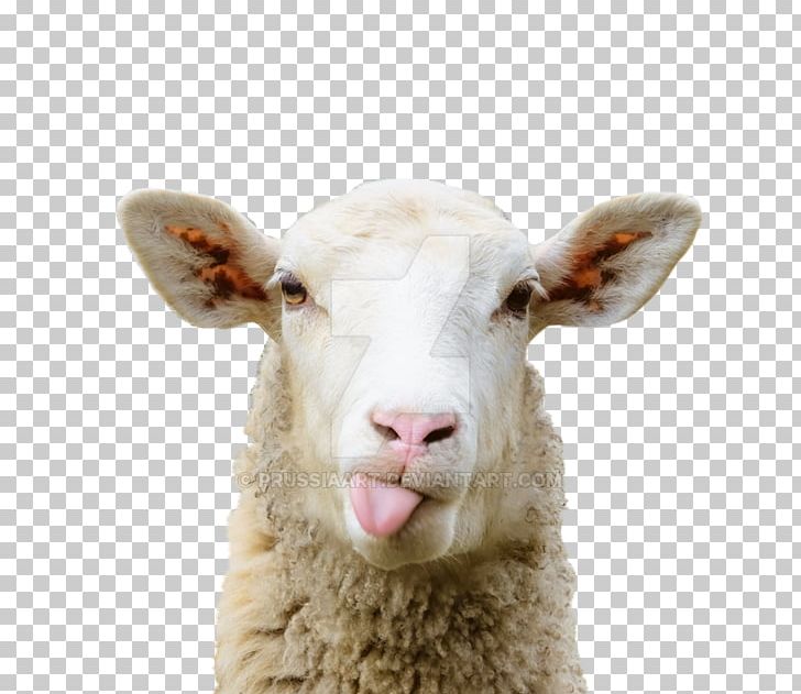 Sheep–goat Chimera Grazing Pasture PNG, Clipart, Animal, Animals, Bluetongue Disease, Cattle, Cattle Like Mammal Free PNG Download