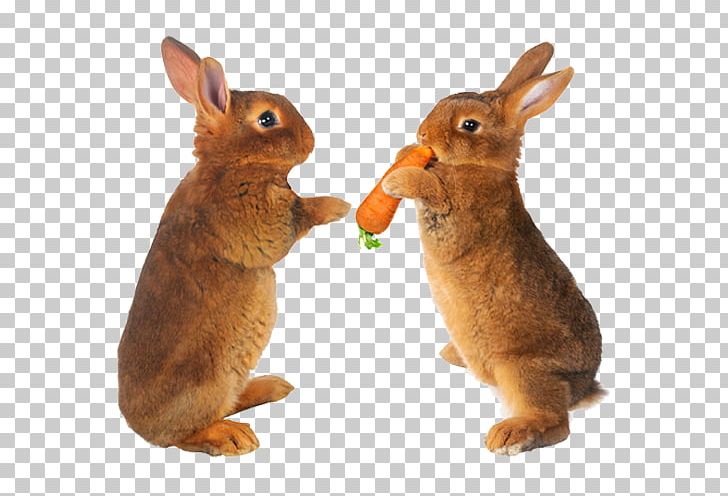 Easter Bunny Hare Carrot Stock Photography Pet PNG, Clipart, Animal, Animals, Basic, Basic Necessities, Domestic Rabbit Free PNG Download