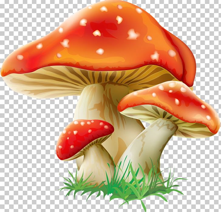 Mushroom Fungus Amanita Muscaria PNG, Clipart, Agaric, Amanita Muscaria, Clip Art, Common Mushroom, Edible Mushroom Free PNG Download