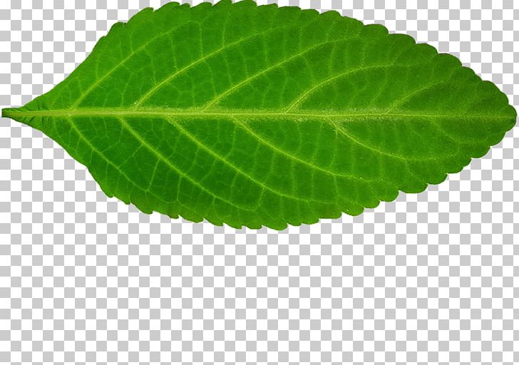 Perilla Leaf PNG, Clipart, Copynumber Variation, Herb, Leaf, Others, Perilla Free PNG Download