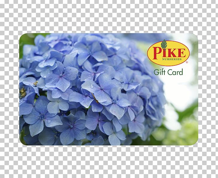 Pike Nurseries Acquisition PNG, Clipart, Blue, Christmas Tree, Cornales, Farm, Flower Free PNG Download