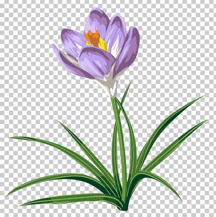 Crocus Vernus Crocus Chrysanthus Flower PNG, Clipart, Appbreeze, Autumn Crocus, Blog, Cleanliving, Colchicum Autumnale Free PNG Download