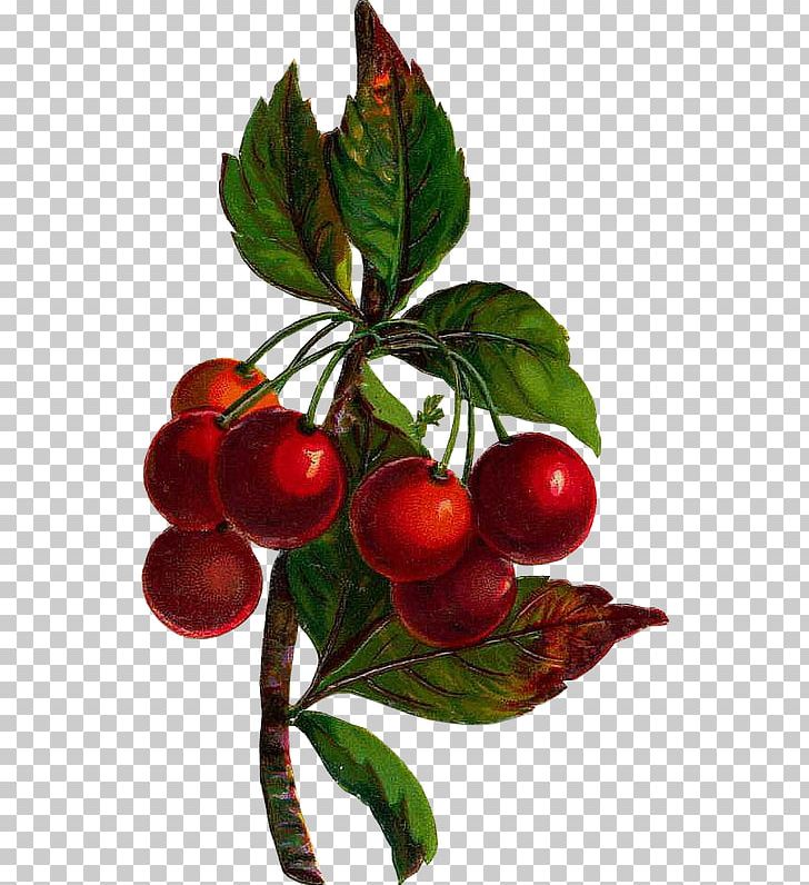 Lingonberry Fruit PNG, Clipart, Apple, Berry, Branch, Cherry, Cranberry Free PNG Download