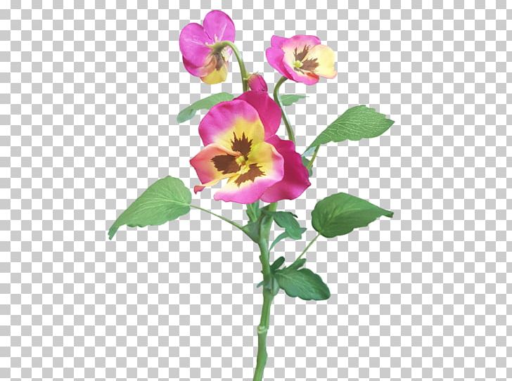 Rose Family Violet Cut Flowers Plant Stem Petal PNG, Clipart, Annual Plant, Cut Flowers, Flora, Flower, Flowering Plant Free PNG Download