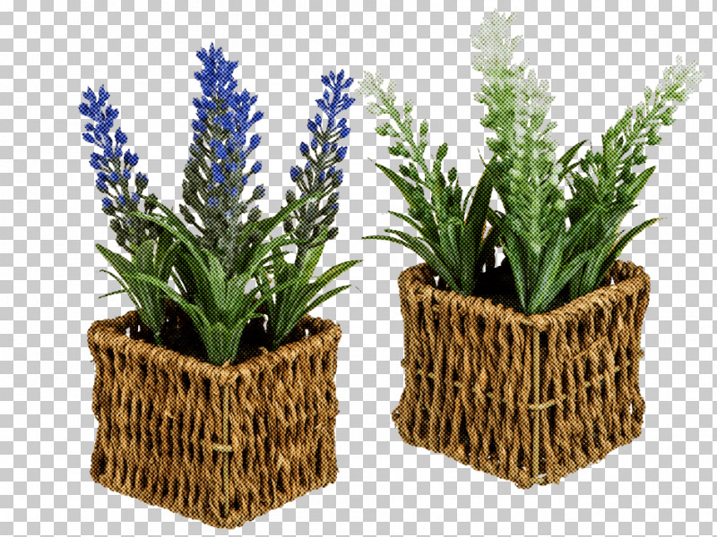 Rosemary PNG, Clipart, Aquarium Decor, Flower, Flowerpot, Grass, Herb Free PNG Download