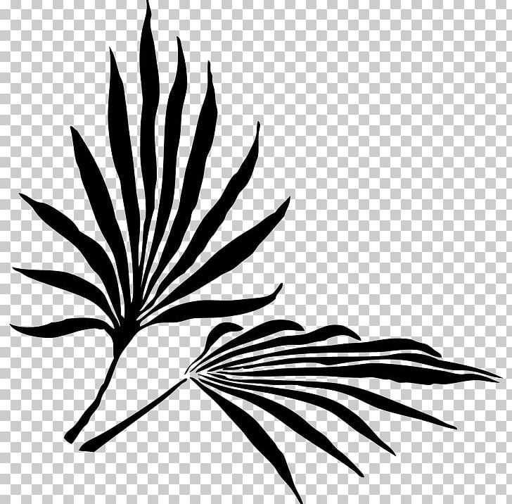Arecaceae Palm Branch Frond PNG, Clipart, Arecaceae, Arecales, Artwork, Black And White, Branch Free PNG Download