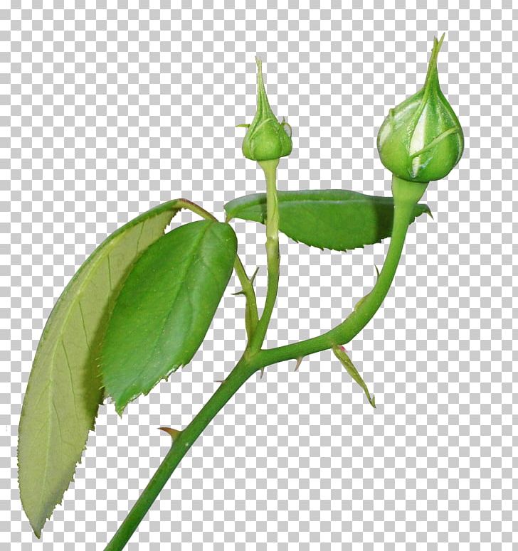 Bud Flower Plant Stem Rose PNG, Clipart, Bud, Computer Icons, Flower, Flower Garden, Leaf Free PNG Download