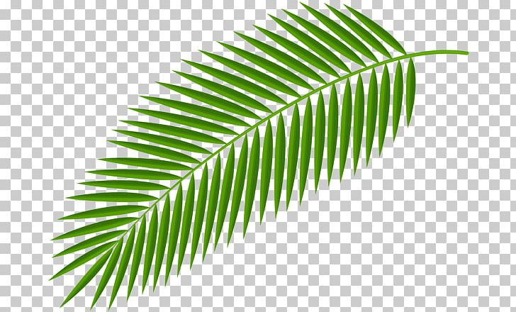 Palm Branch Desktop Arecaceae PNG, Clipart, Arecaceae, Branch, Clip, Coconut, Desktop Wallpaper Free PNG Download