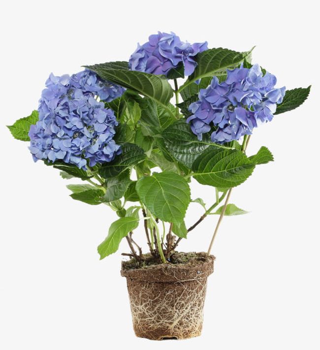 Potted Purple Flowers PNG, Clipart, Flowers, Flowers Clipart, Plant, Pots, Potted Free PNG Download