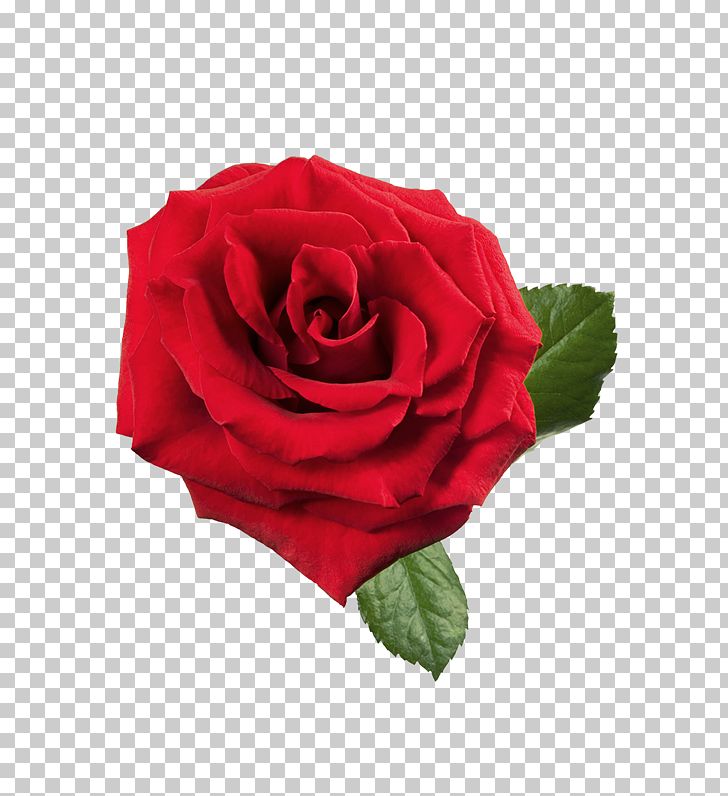 Rose Red PNG, Clipart, Animation, Black Rose, Blog, Blue Rose, China Rose Free PNG Download