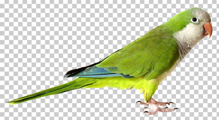 Monk Parakeet Parrot Bird Cockatiel Stock Photography PNG, Clipart, Animals, Beak, Bird, Bird Colony, Cage Free PNG Download