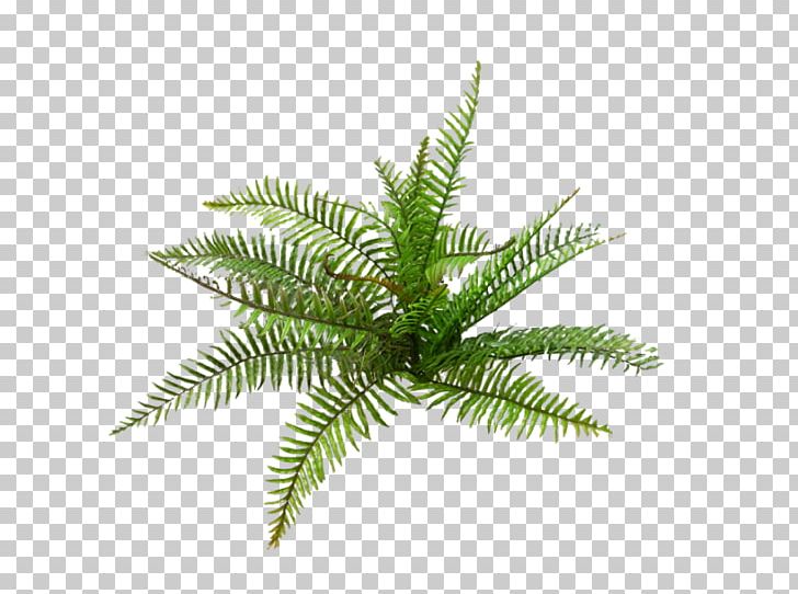 Plastic Boston Fern Bush Hanging Forest Fern Sword Fern PNG, Clipart, Arecales, Basket, Cycad, Fern, Ferns And Horsetails Free PNG Download