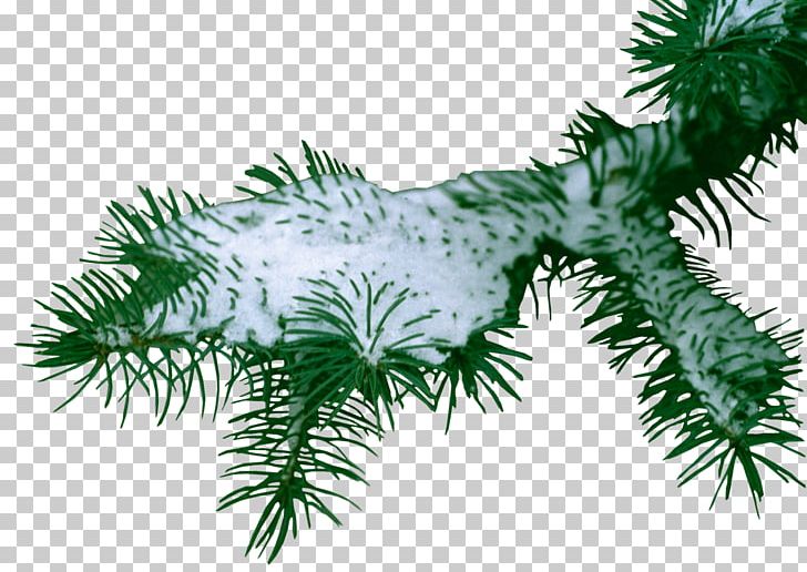 Snow Information Photography PNG, Clipart, Branch, Christmas Decoration, Christmas Ornament, Conifer, Desktop Wallpaper Free PNG Download