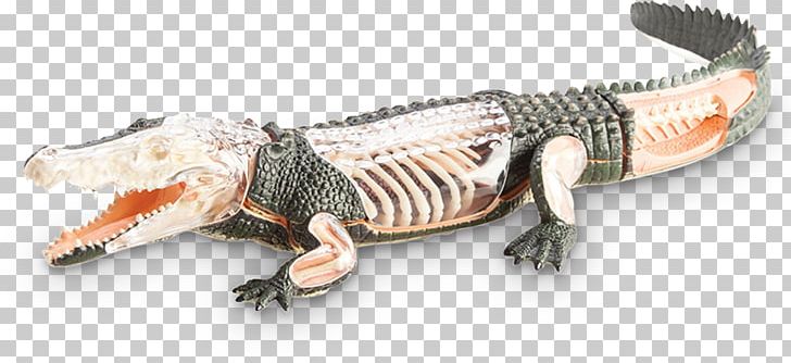 Alligator Crocodile Lizard Terrestrial Animal PNG, Clipart, 4 D, Alligator, Anatomy, Animal, Animal Figure Free PNG Download