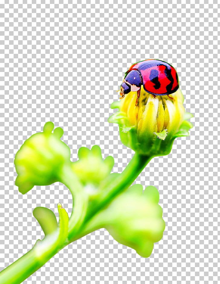 Ladybird Flower Insect PNG, Clipart, Adobe Illustrator, Computer Wallpaper, Cut Flowers, Download, Encapsulated Postscript Free PNG Download