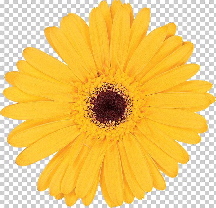 Lucas Greenhouses Common Sunflower Transvaal Daisy Photography PNG, Clipart, Calendula, Chrysanths, Common Sunflower, Cut Flower, Daisy Family Free PNG Download