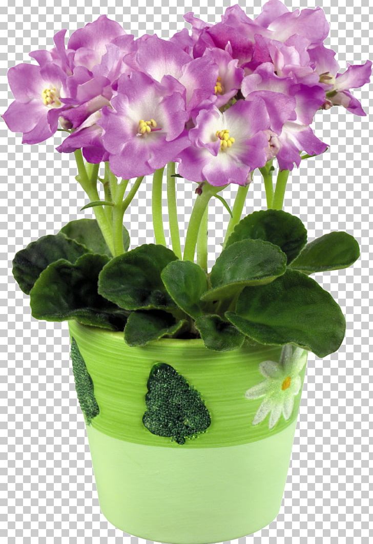 African Violets Flowerpot Color PNG, Clipart, African Violets, Annual Plant, Blue, Cattleya, Color Free PNG Download