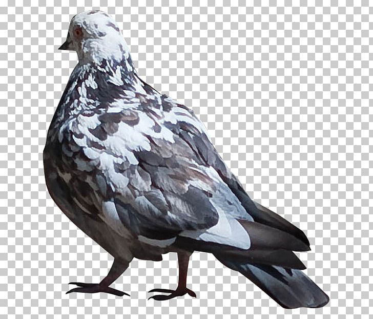 Columbidae Domestic Pigeon Bird Animal PNG, Clipart, Animal, Animals, Beak, Bird, Clip Art Free PNG Download