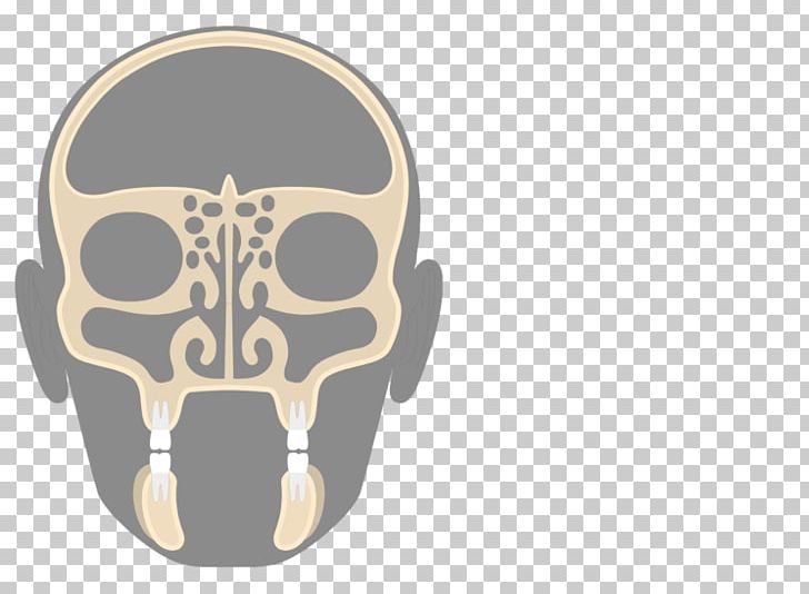 Paranasal Sinuses Ethmoid Bone Ethmoid Sinus Nasal Cavity PNG, Clipart, Anatomy, Axial Skeleton, Bone, Cranial Cavity, Ethmoid Bone Free PNG Download