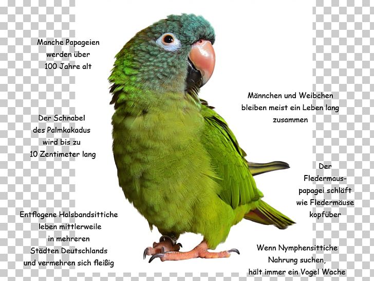 Parrot Bird Conure Blue-crowned Parakeet Pet PNG, Clipart, Beak, Bird, Bird Food, Bluecrowned Parakeet, Common Pet Parakeet Free PNG Download