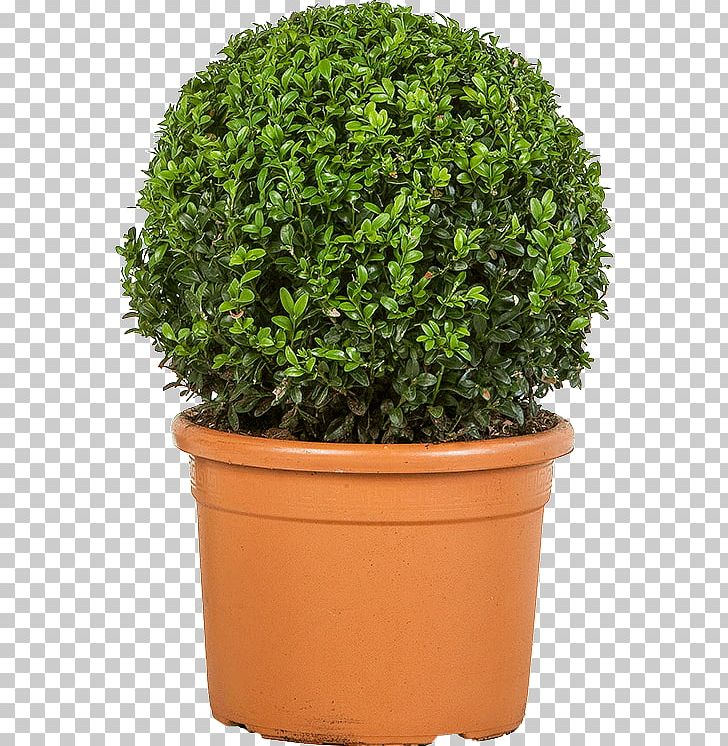 Shrub Lonicera Nitida Buxus Sempervirens Turnhout Plant PNG, Clipart, 30 Cm, Bol, Box, Buxus, Buxus Sempervirens Free PNG Download