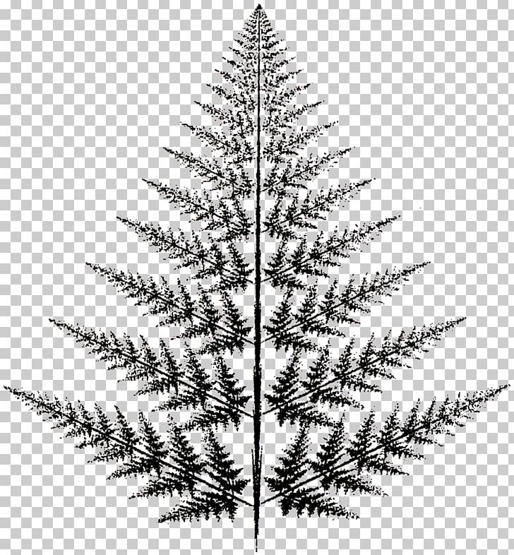 Spruce Christmas Ornament Christmas Tree Pine PNG, Clipart, Black And White, Branch, Christmas, Christmas Decoration, Christmas Ornament Free PNG Download