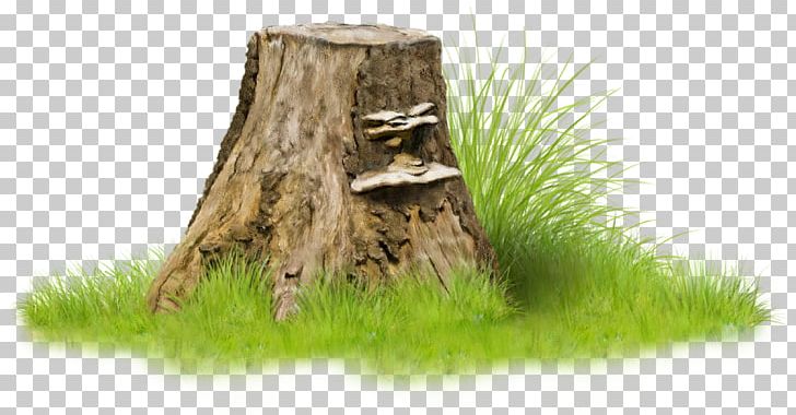 Tree Stump Raster Graphics Blackberry PNG, Clipart, Blackberry, Clip Art, Cultivar, Forest, Grass Free PNG Download