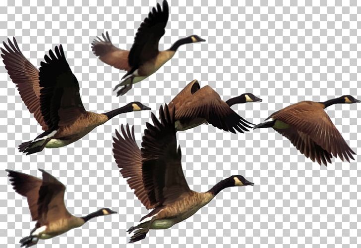 Canada Goose Canada Goose Bird PNG, Clipart, Animal Migration, Animal Migration Cliparts, Beak, Bird, Bird Migration Free PNG Download