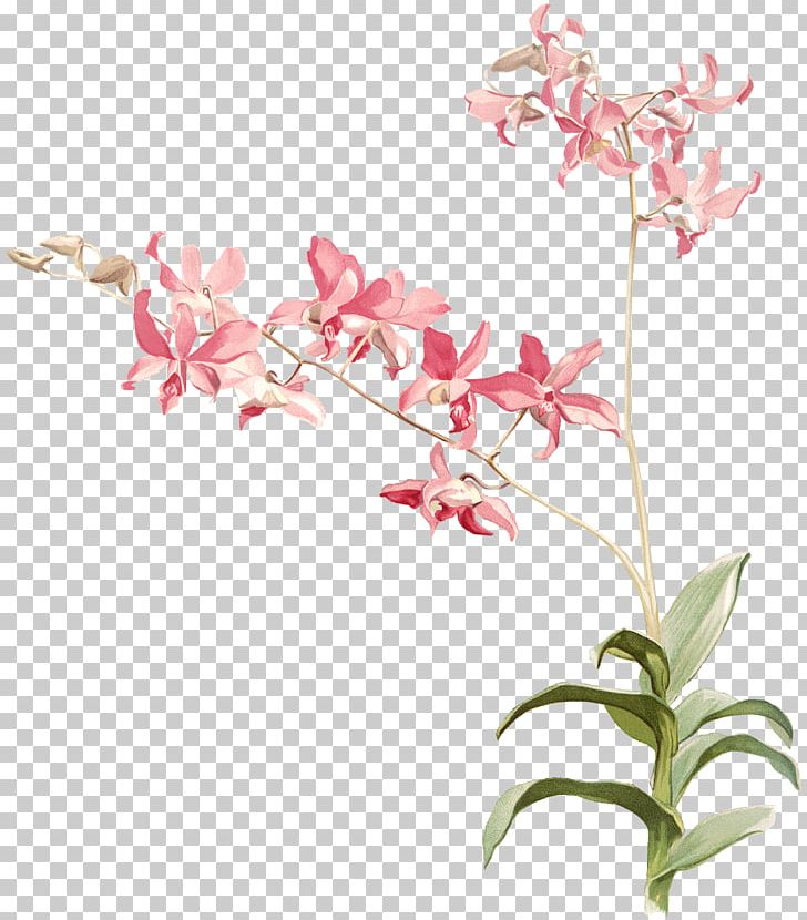 Reichenbachia: Orchids Illustrated And Described Dendrobium Heterocarpum Australian Orchids Botany PNG, Clipart, Blossom, Botany, Branch, Cut Flowers, Dendrobium Free PNG Download