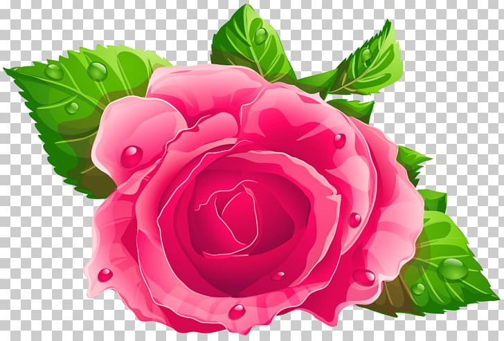 Rose Pink PNG, Clipart, Annual Plant, China Rose, Cor, Cut Flowers, De Rosa Free PNG Download