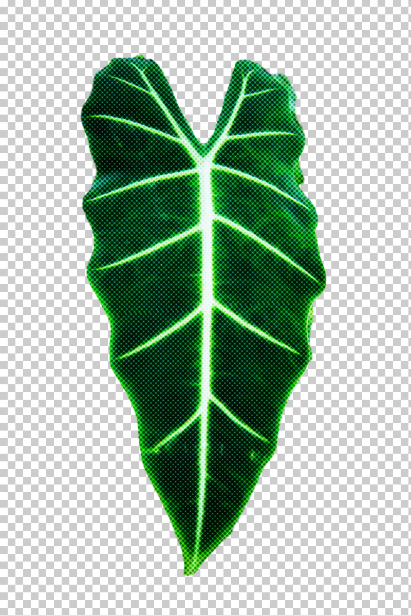 Leaf Green Plant Structure Science Biology PNG, Clipart, Biology, Green, Leaf, Plants, Plant Structure Free PNG Download
