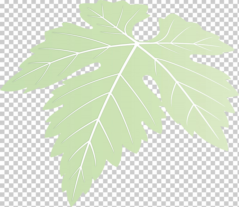 Maple Leaf PNG, Clipart, Black Maple, Flower, Grape Leaves, Grapes Leaf, Leaf Free PNG Download