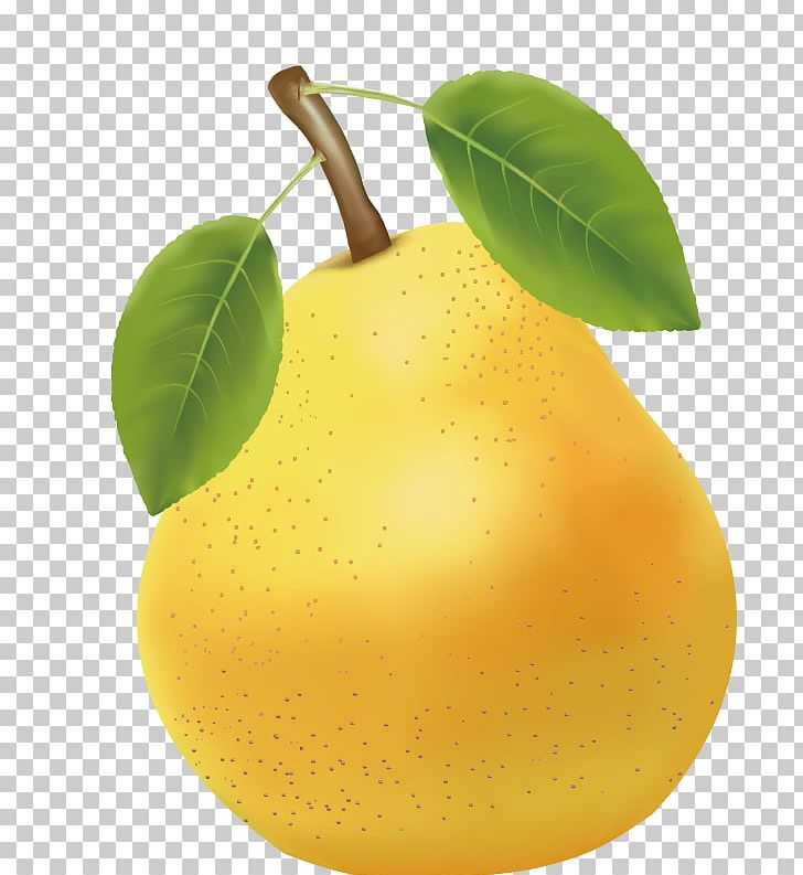 Asian Pear Citrus Junos PNG, Clipart, Adobe Illustrator, Citric Acid, Citron, Citrus, Computer Graphics Free PNG Download
