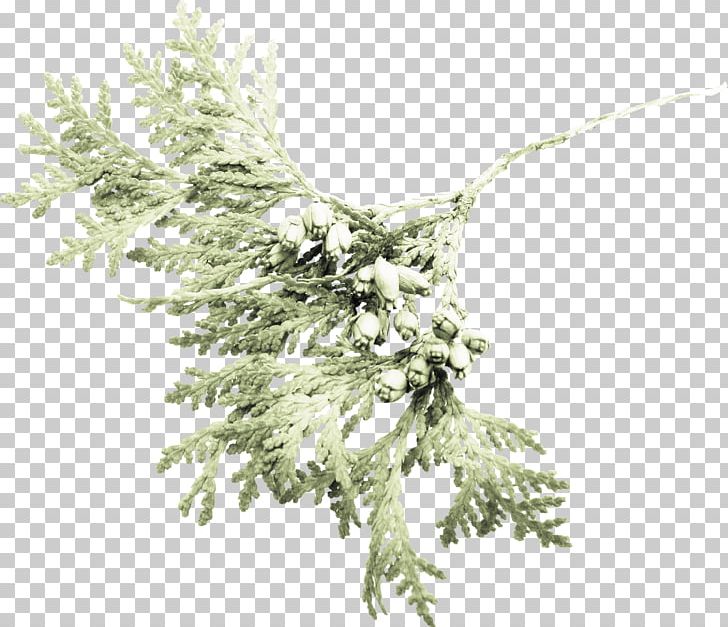 Christmas Ornament PNG, Clipart, Branch, Christmas, Christmas Decoration, Christmas Ornament, Conifer Free PNG Download
