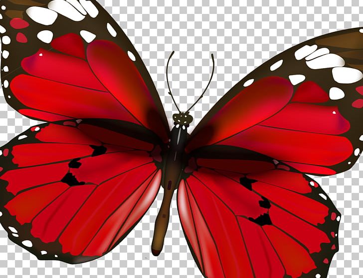 Monarch Butterfly Pieridae Brush-footed Butterflies Symmetry PNG, Clipart, Animal Print, Arthropod, Brush Footed Butterfly, Butterfly, Compact Free PNG Download