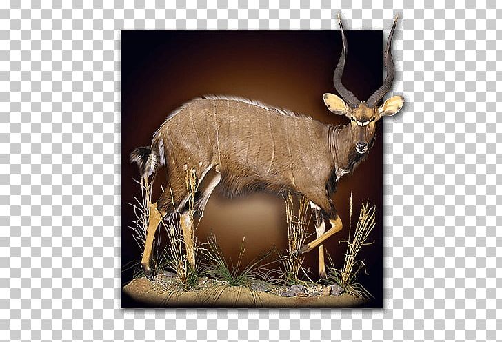 Taxidermy Reindeer Hunting Elk PNG, Clipart, Africa, Antelope, Antler, Biggame Hunting, Cartoon Free PNG Download