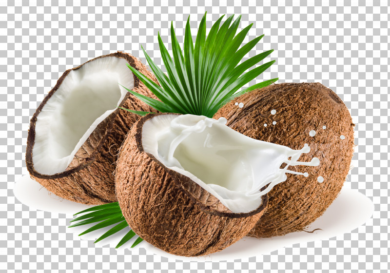 Palm Tree PNG, Clipart, Arecales, Attalea Speciosa, Coconut, Coconut Water, Palm Tree Free PNG Download