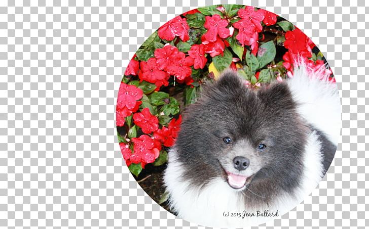 German Spitz Klein German Spitz Mittel Keeshond Pomeranian Volpino PNG, Clipart, Animals, Breed, Carnivoran, Companion Dog, Dog Free PNG Download