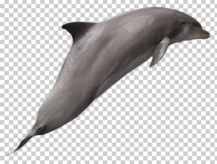 Short-beaked Common Dolphin Common Bottlenose Dolphin Portable Network Graphics Transparency PNG, Clipart, Animal, Animals, Aqua, Bottlenose Dolphin, Cetacea Free PNG Download