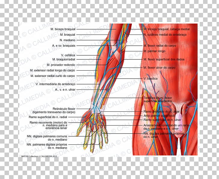 Anterior Compartment Of The Forearm Muscle Anatomy Elbow PNG, Clipart, Anatomy, Anterior, Arm, Blood Vessel, Carpi Free PNG Download