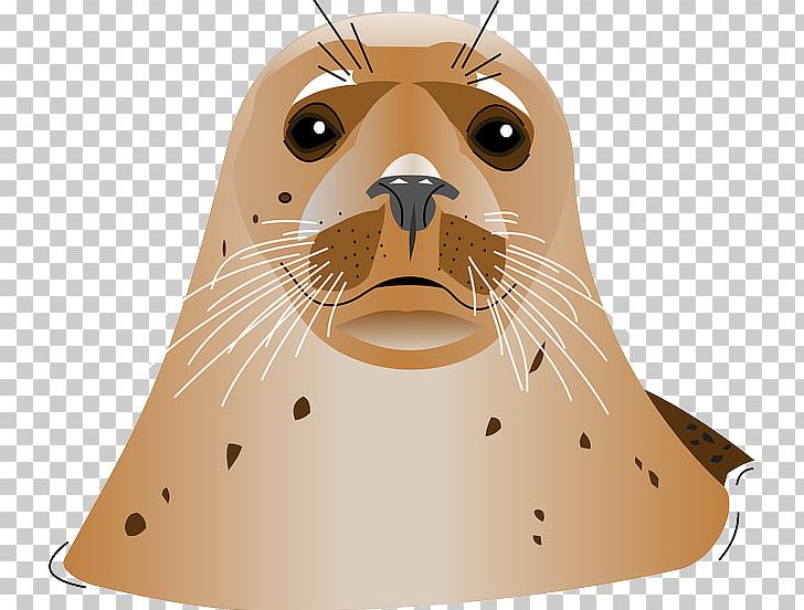 Harbor Seal PNG, Clipart, Harbor Seal Free PNG Download