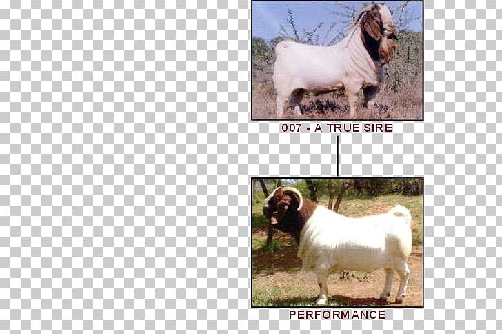 Boer Goat Dog Breed Sheep Cattle PNG, Clipart, Boer Goat, Breed, Cattle, Cattle Like Mammal, Cow Goat Family Free PNG Download