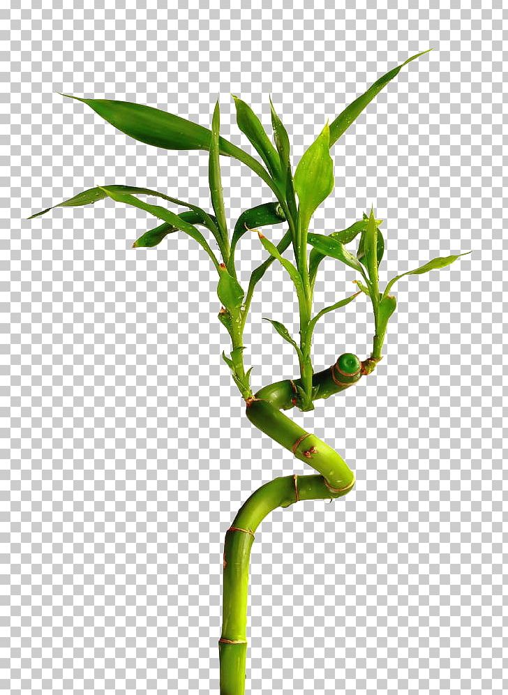 U89c0u8cdeu7af9 Lucky Bamboo Stock Photography PNG, Clipart, Bamboe, Bamboo, Bamboo, Bamboo Leaves, Branch Free PNG Download