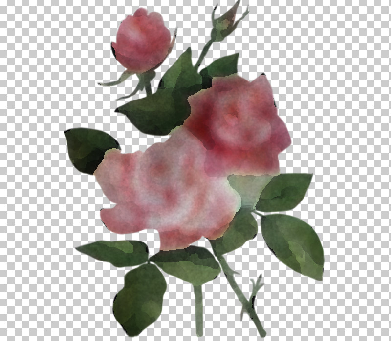 Garden Roses PNG, Clipart, Flower, Garden Roses, Leaf, Petal, Pink Free PNG Download