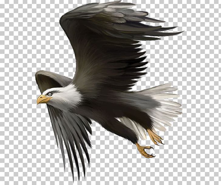 Bald Eagle Bird Golden Eagle PNG, Clipart, Animals, Beak, Bird Of Prey, Birds, Drawing Free PNG Download