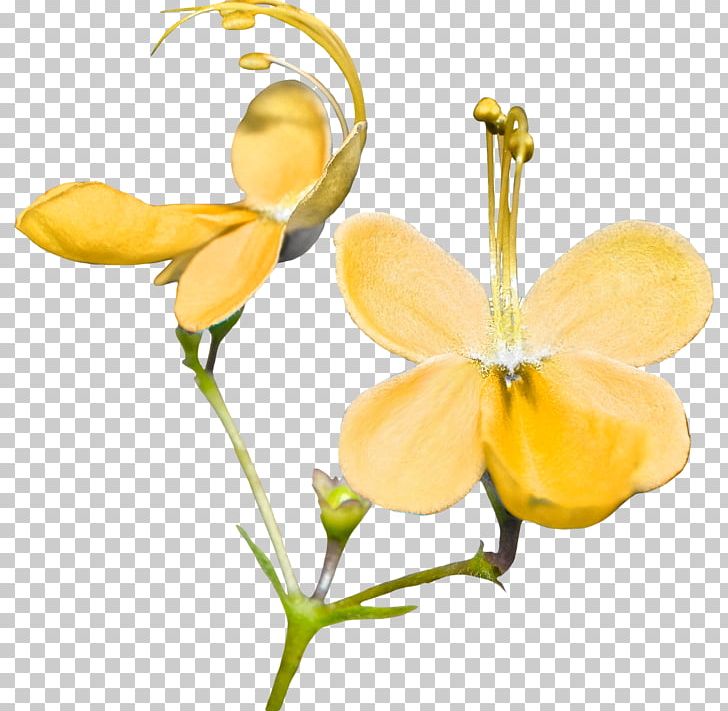 Cut Flowers Yellow Petal Plant Stem PNG, Clipart, Body Jewelry, Common Sunflower, Cut Flowers, Flora, Flower Free PNG Download