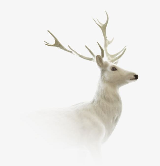 Deer PNG, Clipart, Animal, Animals And Pets, Antler, Close Up, Cut Out Free PNG Download