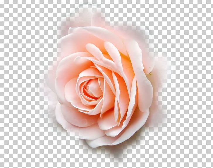 Garden Roses Cabbage Rose Inked With Love Floribunda Cut Flowers PNG, Clipart, Closeup, Closeup, Cut Flowers, Ebook, Floribunda Free PNG Download