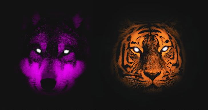 Gray Wolf Siberian Tiger Lion Cat Animal PNG, Clipart, Animal, Animals, Big Cats, Black Tiger, Carnivoran Free PNG Download